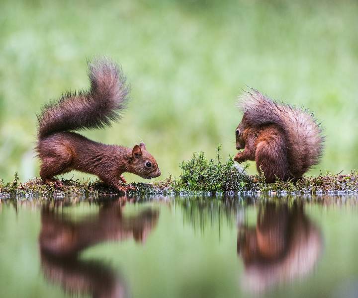 two red squirrels_keith lynch_open.jpg - Monthly Print Competition 3 - Open